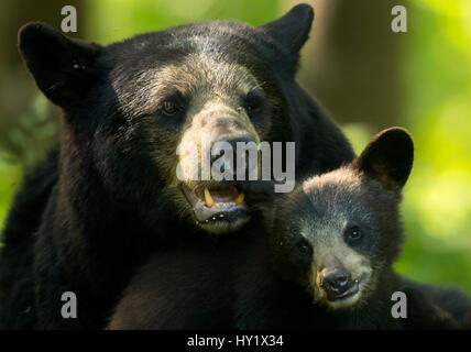 L'ours noir (Ursus americanus) femmes et cub, Minnesota, USA. De juin. Banque D'Images