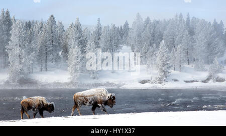 Bison (Bison bison) marcher le long de la rivière Blanche. Le Parc National de Yellowstone, aux États-Unis. Février Banque D'Images