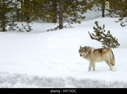 Wolf (Canis lupus) marcher dans la neige. Le Parc National de Yellowstone, aux États-Unis. Février Banque D'Images