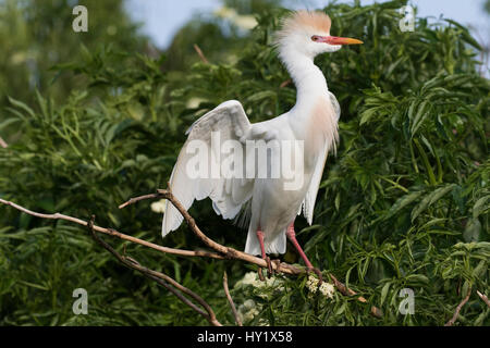 Héron garde-boeufs (Bubulcus ibis) en plumage nuptial perché près de nid. Kississimmee, Florida, USA. Banque D'Images