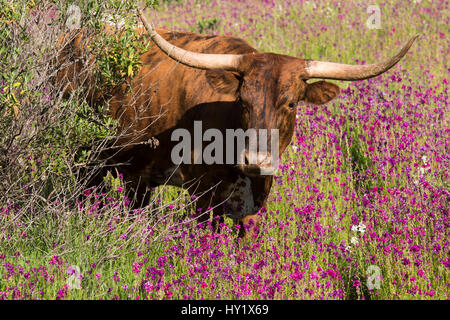 Vache Texas Longhorn émergeant de fourrés en fleurs sauvages dans les pâturages de hill country. Comté de Santa Barbara, Californie, USA. Banque D'Images