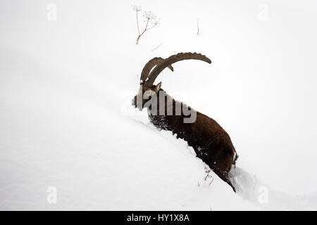 Bouquetin des Alpes (Capra ibex) mâle dans la neige profonde Parc National du Gran Paradiso, les Alpes, l'Italie. Janvier Banque D'Images