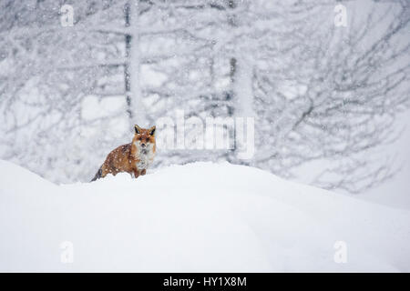 European red fox (Vulpes vulpes crucigera) marche dans la neige profonde au cours de fortes chutes de neige Parc National du Grand Paradis, en Italie. Janvier Banque D'Images