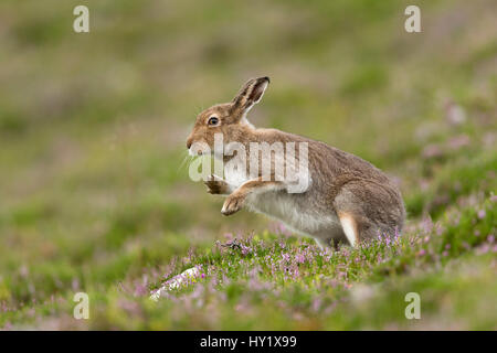 Lièvre variable (Lepus timidus) en agitant après le toilettage, livrée d'été. L'Écosse, au Royaume-Uni. Banque D'Images