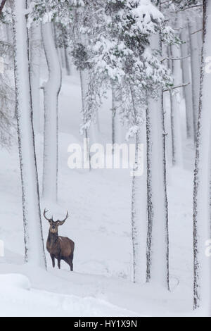 Red Deer (Cervus elaphus) stag dans forêt de pins couverts de neige. L'Écosse, au Royaume-Uni. Décembre. Banque D'Images