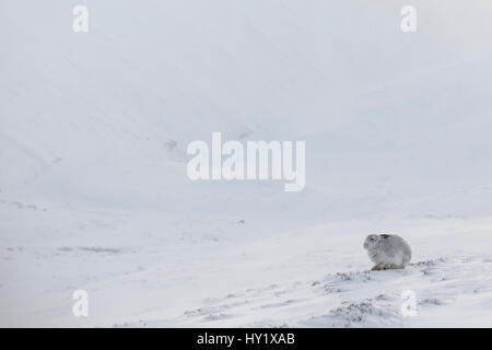 Lièvre variable (Lepus timidus) reposant sur la neige en hiver, l'habitat, de l'Écosse. UK, janvier. Banque D'Images