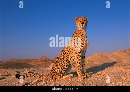 Le Guépard (Acinonyx jubatus). Leopard Tsaobis Park, la Namibie en captivité. Banque D'Images