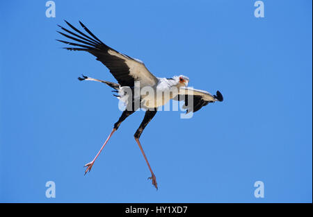 Oiseau (secrétaire). vol serpentarius Sagittaire Kgalagadi Transfrontier Park, Afrique du Sud. Banque D'Images