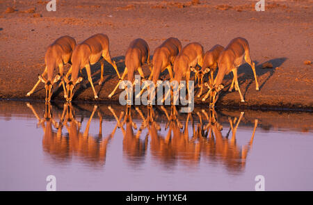 Face noir Impala (Aepyceros melampus petersi potable). Parc National d'Etosha, Namibie. Banque D'Images