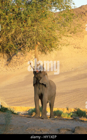 Désert africain elephant (Loxodonta africana) atteignant jusqu'à coffre à nourrir. Kaokoland, la Namibie. Les espèces en voie de disparition. Banque D'Images