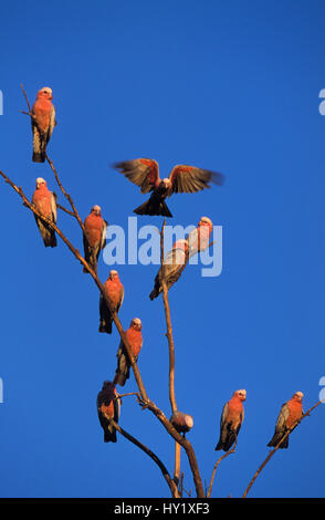 (Eolophus roseicapilla cacatoès cacatoès rosalbin) troupeau perché dans l'arbre (Eolophus roseicapilla). L'ouest de l'Australie. Banque D'Images