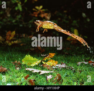 Grenouille Rousse (Rana temporaria) femmes sautant, UK. Banque D'Images