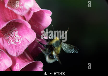 De bourdons (Bombus sp) en tombant de la digitale pourpre après la visite de recueillir le nectar. Banque D'Images