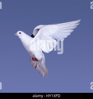 White Rock Dove / pigeon (Columba livia) en vol, au Royaume-Uni. Banque D'Images