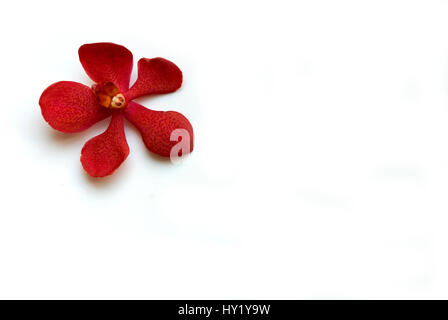 Ce stock photo montre un gros plan d'une belle orchidée, fleur rouge isolé sur fond blanc. Banque D'Images