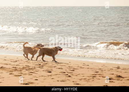 Deux chiens jouant à la plage Banque D'Images