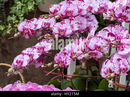 Orchidée phalaenopsis fleurs tachetées Banque D'Images