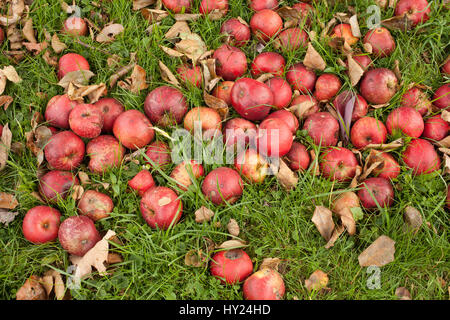 Les pommes tombées se rassemblent sous un pommier. Banque D'Images