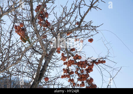 Les pommes s'accrochent aux branches d'un abandonné et il pleut à apple tree. Banque D'Images