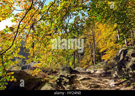 Forêt de hêtres en couleurs de l'automne, la Suisse Saxonne, Allemagne | Buchenwald im Herbst, Saechsische Schweiz, Sachsen, Allemagne Banque D'Images