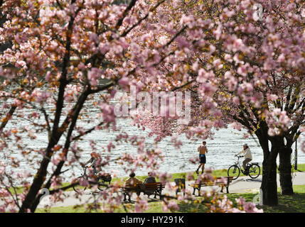 Francfort, Allemagne. 30Th Mar, 2017. Cylists poussettes et profiter du beau temps sur le cerisier-bordée rives du Main à Francfort, Allemagne, 30 mars 2017. Photo : Arne Dedert/dpa/Alamy Live News Banque D'Images