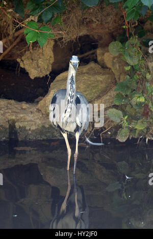 Héron cendré debout dans le lac, Maksimir Zagreb, Croatie Banque D'Images