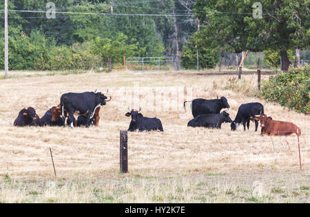 Plusieurs vaches ou taureaux assis et debout ensemble dans une zone sèche. Banque D'Images