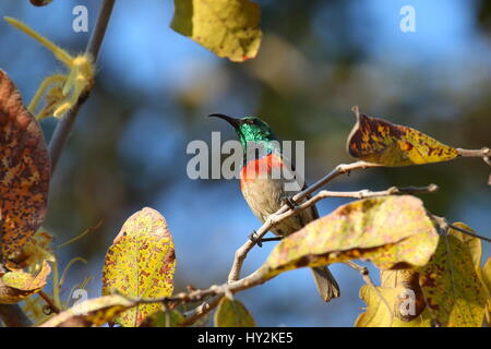 Souimanga à ventre de Miombo Cynniris manoensis, Mutinondo Wilderness, Zambie Banque D'Images