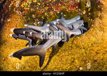 Requins Whitetip à dormir le jour sur un piton volcanique, seuil. Banque D'Images