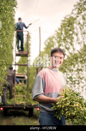 Travailleur agricole Jerzy Kwapniewski à partir de la Pologne la récolte du houblon à la ferme des stocks dans le Herefordshire, Suckley UK Banque D'Images