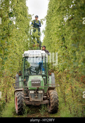 Les travailleurs agricoles de l'Europe de l'houblon de récolte à la ferme des stocks dans le Herefordshire, Suckley UK Banque D'Images