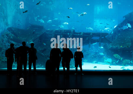 Silhouettes de personnes contre un grand aquarium. Les touristes à la recherche des poissons dans l'aquarium. Banque D'Images