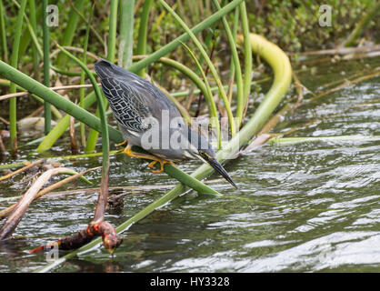 Un Héron strié (Butorides striata) Pêcher avec un appât vivant à un bug lake. Le Pérou. Banque D'Images
