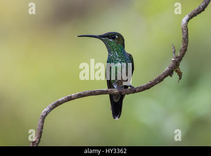 Une femme brillante à la façade Violet (Heliodoxa leadbeateri) perché sur une branche. Le Pérou. Banque D'Images