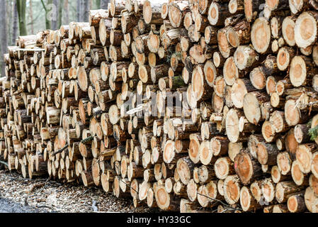 Bois empilés dans la forêt Banque D'Images