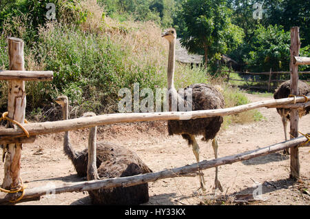 Autruches ou conjoint ou d'autruche Struthio camelus vous détendre en plein air à la ferme dans la province de Surat Thani, Thaïlande Banque D'Images