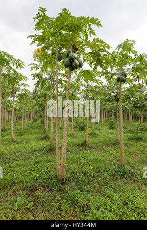 - Papaye Carica papaya - plantation avec les fruits sur les arbres sur l'île de Java en Indonésie, en Asie. Banque D'Images