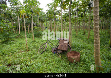 Un vélo avec des paniers pour le transport choisi la papaye. Dans une plantation de papaye à Java, en Indonésie, en Asie. Banque D'Images