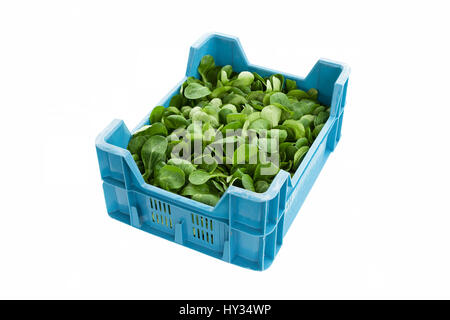 Une caisse pleine de salade de maïs biologique fraîchement cueillis - Valerianella locusta. Banque D'Images