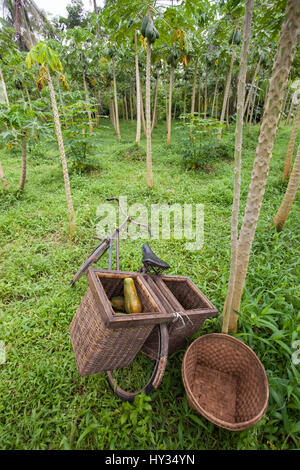 Un vélo avec des paniers pour le transport choisi la papaye. Dans une plantation de papaye à Java, en Indonésie, en Asie. Banque D'Images