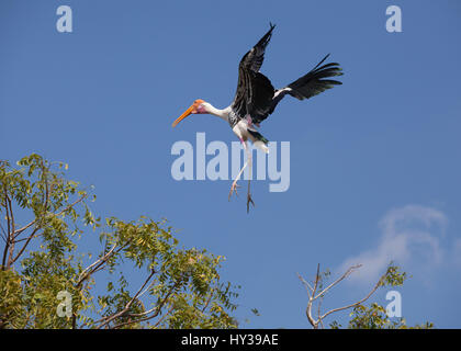 Cigogne peinte en vol Banque D'Images