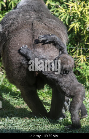 Jeune Gorille de plaine de l'Ouest, Gorilla gorilla, hominidés Banque D'Images