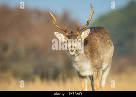 Le daim (Dama dama) cerf paissant dans une prairie. Les couleurs de la nature sont clairement visibles sur l'arrière-plan, selective focus est utilisé. Banque D'Images