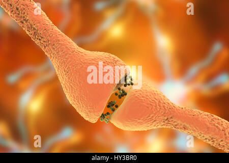 Synapse nerveuse. Illustration d'ordinateur d'une jonction, ou synapse, entre deux cellules nerveuses (neurones). Comme le signal électrique atteint la fin d'un neurone présynaptique il déclenche la libération de neurotransmetteurs dans la fente synaptique, ou écart, entre les deux cellules. Les neurotransmetteurs se lient à des récepteurs sur la membrane postsynaptique, la modification de l'excitabilité de la membrane et de déclencher une impulsion électrique. Banque D'Images