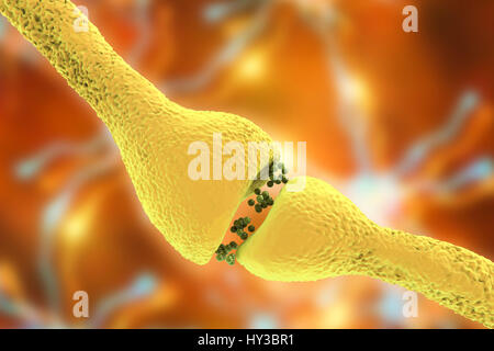 Synapse nerveuse. Illustration d'ordinateur d'une jonction, ou synapse, entre deux cellules nerveuses (neurones). Comme le signal électrique atteint la fin d'un neurone présynaptique il déclenche la libération de neurotransmetteurs dans la fente synaptique, ou écart, entre les deux cellules. Les neurotransmetteurs se lient à des récepteurs sur la membrane postsynaptique, la modification de l'excitabilité de la membrane et de déclencher une impulsion électrique. Banque D'Images