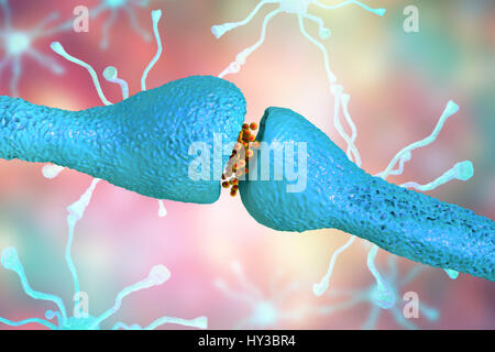 Synapse nerveuse. Illustration d'ordinateur d'une jonction, ou synapse, entre deux cellules nerveuses (neurones). Comme le signal électrique atteint la fin d'un neurone présynaptique il déclenche la libération de neurotransmetteurs dans la fente synaptique, ou écart, entre les deux cellules. Les neurotransmetteurs se lient à des récepteurs sur la membrane postsynaptique, la modification de l'excitabilité de la membrane et de déclencher une impulsion électrique. Banque D'Images