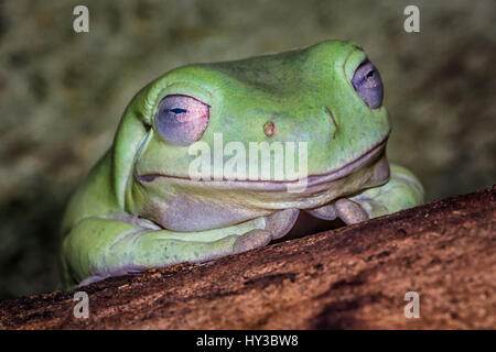 Très proche de l'image de la tête d'une grenouille d'arbre blanc reposant sur un journal indiquant le détail de l'œil et qui paraît être smiling Banque D'Images