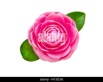 Camellia rose vif rose forme fleur avec feuilles isolées sur fond blanc Banque D'Images