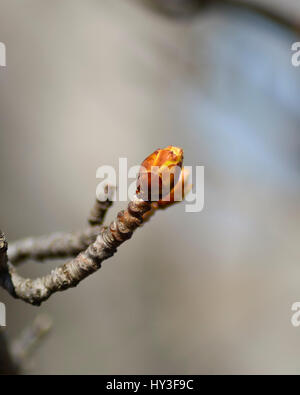 Horse Chestnut Tree reservoir de fleurir dans un chaud soleil matinal, avec des tons naturels à l'arrière-plan. Banque D'Images