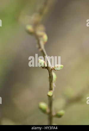 Bourgeons sycomore qui fleurit dans un chaud soleil matinal, avec des tons vert doux et naturels à l'arrière-plan. Banque D'Images